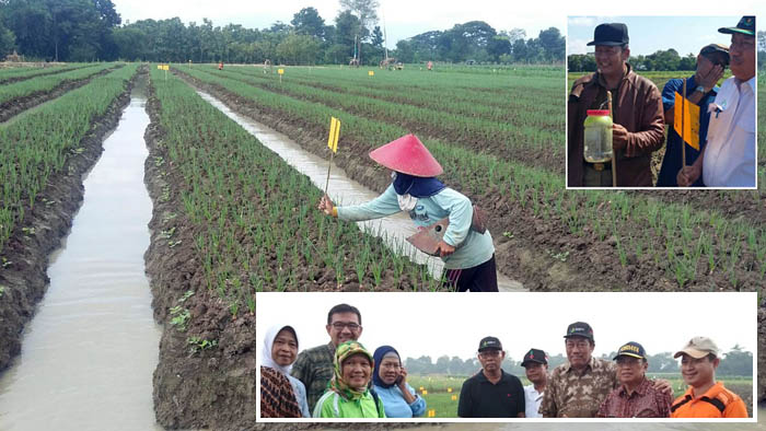 Petani Bawang Merah Pilih Pestisida Ketimbang Perangkap Hama Ramah Lingkungan